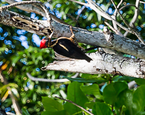 Lineated Woodpecker, TTSA, Trinidad and Tobago